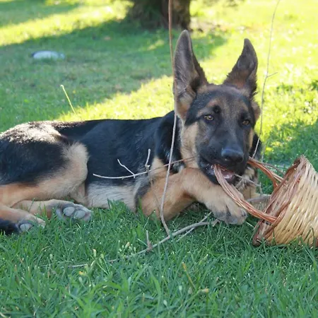 A Casa Di Amici Oda ve Kahvaltı 4*